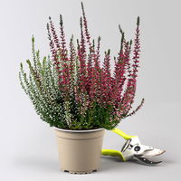 Calluna 'Twin', rot-weiß, Topf-Ø 12/13 cm, 6 Pflanzen