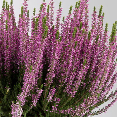 Pflanzenkreation Zauberhafter Winter, 8 Pflanzen + Lichterkette + Erde Pflanzenkreation Zauberhafter Winter, 8 Pflanzen + Lichterkette + Erde