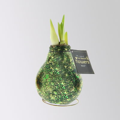 Amaryllis in Wachs, Dekor 'Galaxy Polaris', Farbe zufällig, Blüte rot