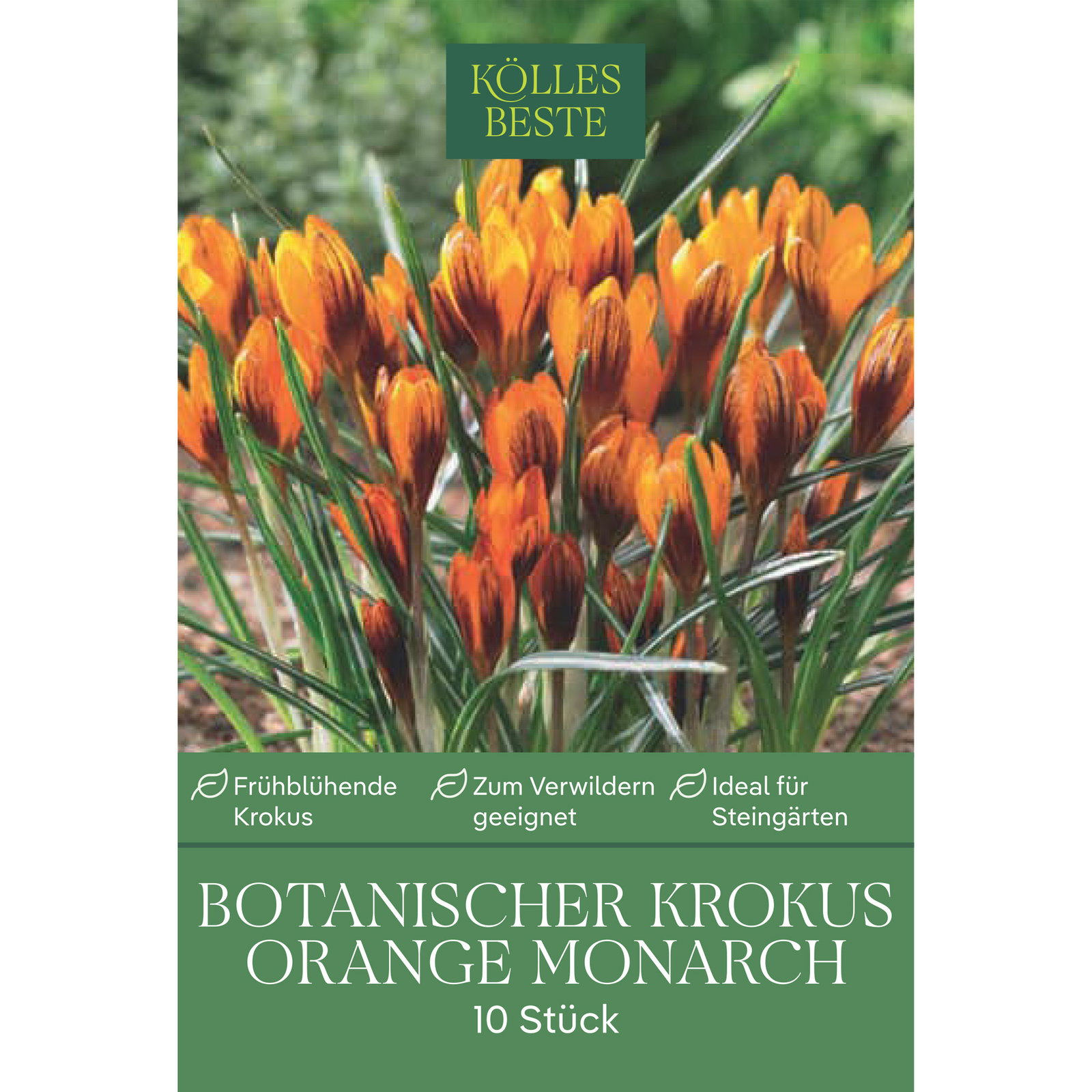 Kölles Beste Botanische Krokusse 'Orange Monarch' orange, 10 Blumenzwiebeln Kölles Beste Botanische Krokusse 'Orange Monarch' orange, 10 Blumenzwiebeln