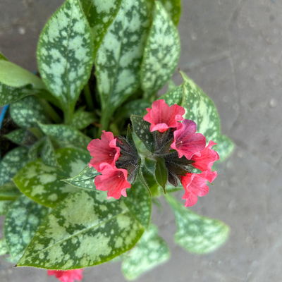 Bio Lungenkraut 'Shrimps on the Barbie', tiefrosa, Topf-Ø 12 cm, 3 Pflanzen