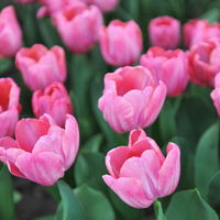 Tulpe rosa, vorgetrieben, Topf-Ø 15 cm, 3 Pflanzen