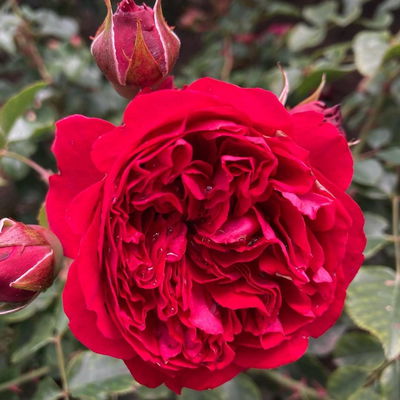 Kletterrose 'Crazy in Love'®, rot, Topf 5 Liter Kletterrose 'Crazy in Love'®, rot, Topf 5 Liter