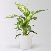 Dieffenbachie 'Mars', Topf-Ø 17cm, Höhe ca. 50-60 cm, im Übertopf Dallas Dieffenbachie 'Mars', Topf-Ø 17cm, Höhe ca. 50-60 cm, im Übertopf Dallas