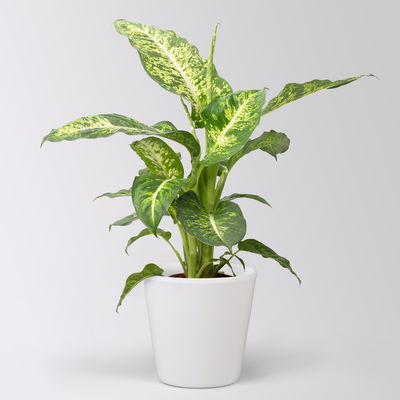 Dieffenbachie 'Mars', Topf-Ø 17cm, Höhe ca. 50-60 cm, im Übertopf Dallas Dieffenbachie 'Mars', Topf-Ø 17cm, Höhe ca. 50-60 cm, im Übertopf Dallas