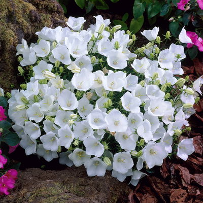 Bio Karpaten-Glockenblume 'White Clips', weiß, Topf 9x9 cm, 3 Pflanzen