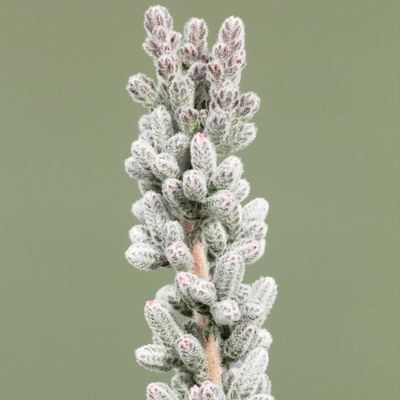 Calluna Fluffy®, silberlaubig, Topf-Ø 11 cm, 6 Pflanzen