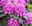 PFLANZENARZT® Wurzel-Fit Rhododendren, 800 g PFLANZENARZT® Wurzel-Fit Rhododendren, 800 g