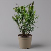 Oleander rot, Busch, Topf-Ø 18 cm, Höhe ca. 50 cm