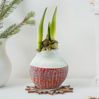 Amaryllis in Wachs, Dekor 'Happiness Red', Blüte rot