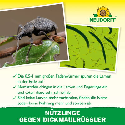 Neudorff Bestell-Set Nützlinge gegen Dickmaulrüssler, 50 Mio Stück Neudorff Bestell-Set Nützlinge gegen Dickmaulrüssler, 50 Mio Stück