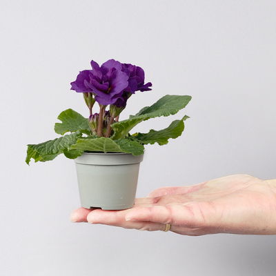 Primel Mini bunt, gefüllt, Farben zufällig, Topf-Ø 6 cm, 10 Pflanzen