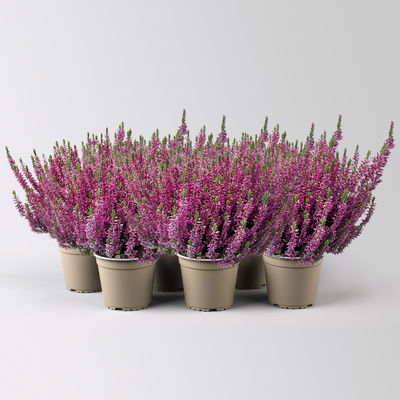 Calluna 'Longlife', lila, Topf-Ø 13 cm, 6 Pflanzen Calluna 'Longlife', lila, Topf-Ø 13 cm, 6 Pflanzen