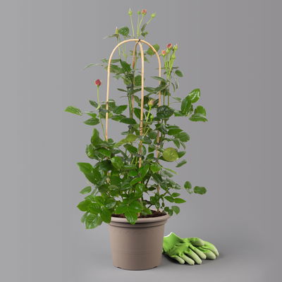 Duftende Edelrose 'Comeback'®, rosa bis hellrosa, Doppelbogen, Topf 7,5 Liter