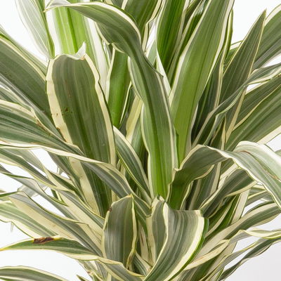 Duftender Drachenbaum 'White Stripe', Topf-Ø 19 cm, Höhe ca. 90 cm