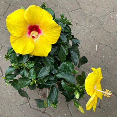 Hibiskus, gelb, Busch, Topf-Ø 17 cm, 2 Pflanzen
