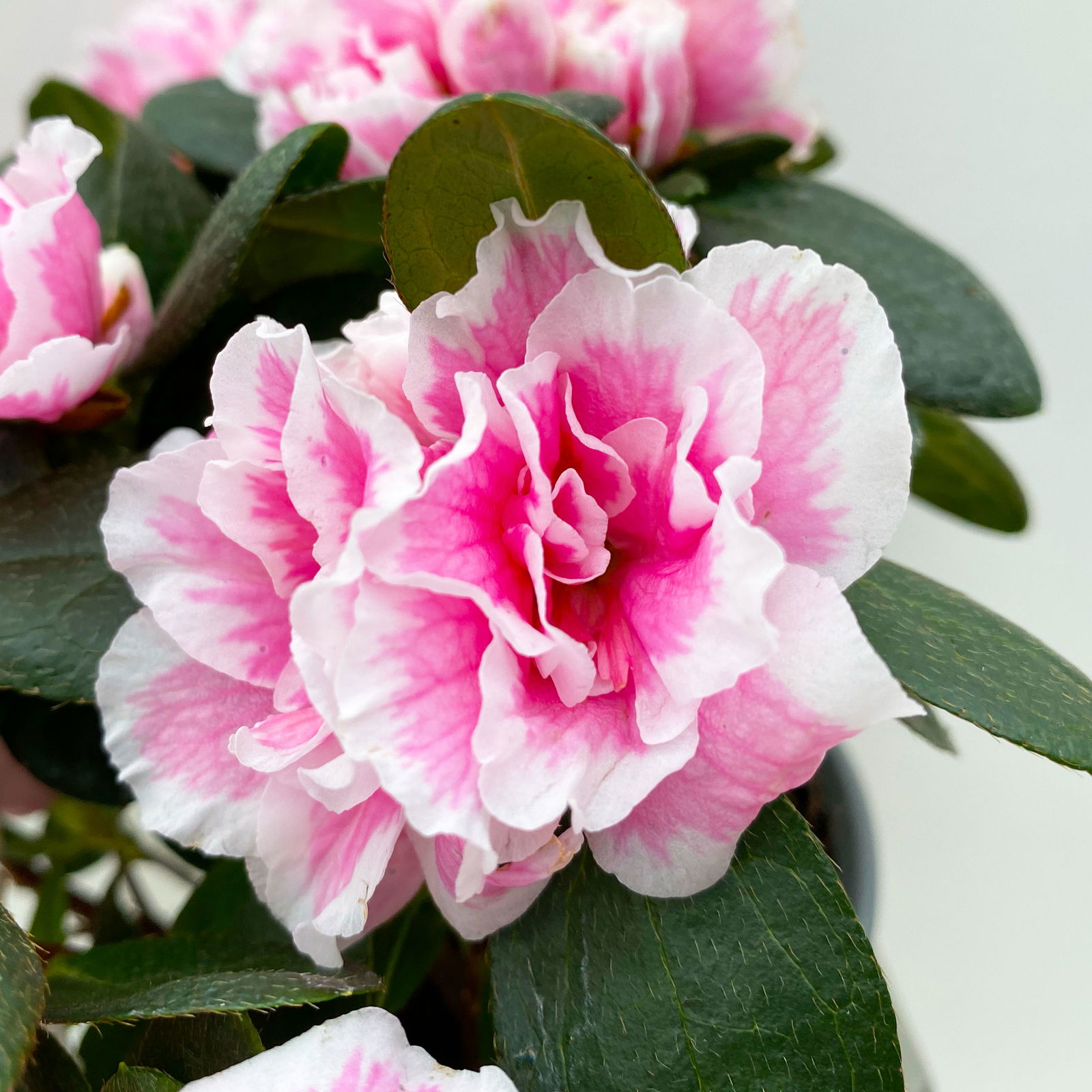 Azalee, rosa-weiß, gefüllt, Topf-Ø 10,5 cm, 3 Stück