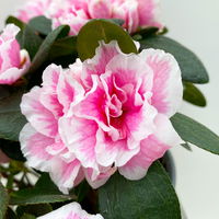 Azalee, rosa-weiß, gefüllt, Topf-Ø 10,5 cm, 3 Stück