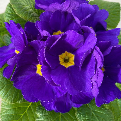 Primel blau, Topf-Ø 10,5 cm, 8 Pflanzen Primel blau, Topf-Ø 10,5 cm, 8 Pflanzen