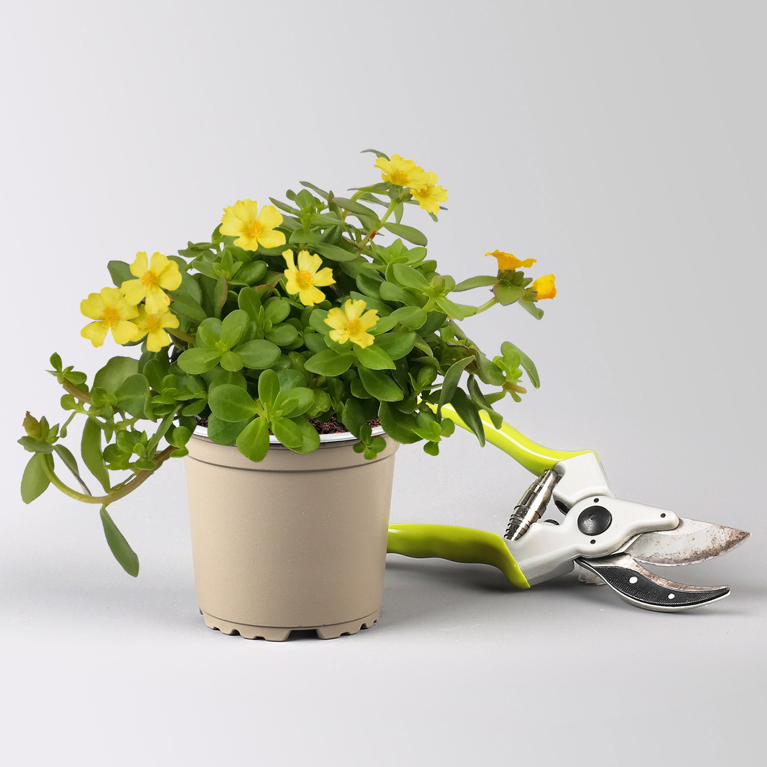 Pflanzenkreation 'Sonnenkünstler', 12 Pflanzen inkl. Erde und Dünger