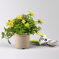 Pflanzenkreation 'Sonnenkünstler', 12 Pflanzen inkl. Erde und Dünger