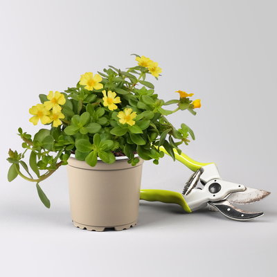 Pflanzenkreation 'Sonnenkünstler', 12 Pflanzen inkl. Erde und Dünger