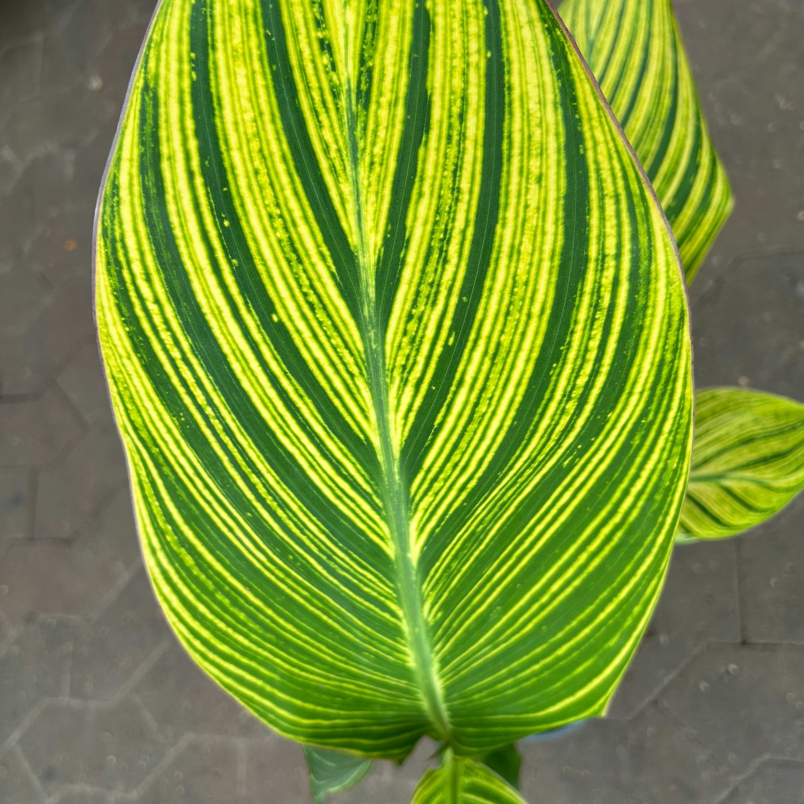 Canna 'Pretoria', Blätter gestreift, Topf-Ø 17 cm, 2 Pflanzen