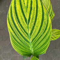 Canna 'Pretoria', Blätter gestreift, Topf-Ø 17 cm, 2 Pflanzen