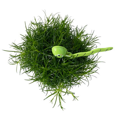 Sternmoos mit Wurmstecker, Topf-Ø 6 cm, 12er-Set Sternmoos mit Wurmstecker, Topf-Ø 6 cm, 12er-Set