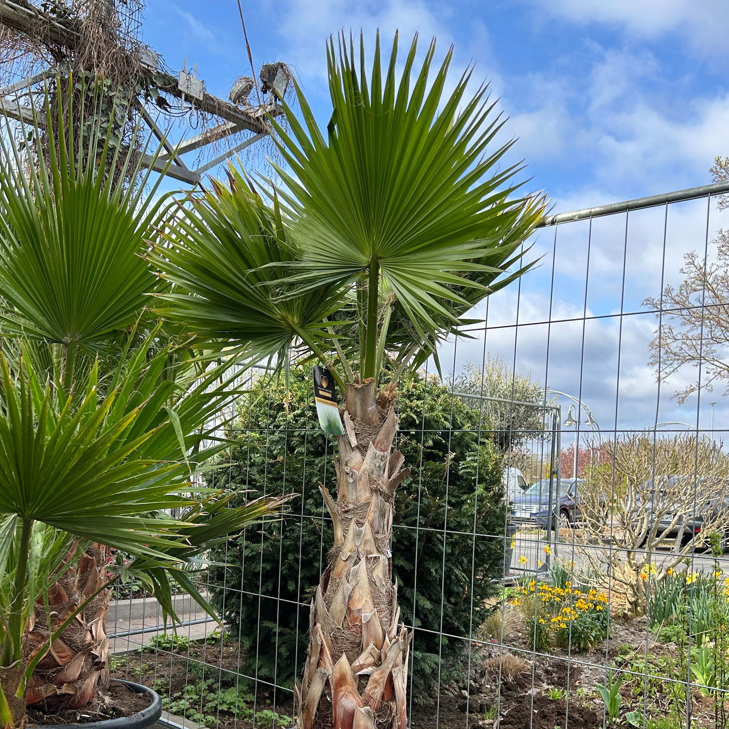 Washingtonia robusta, Stamm, Topf 65 Liter, Höhe ca. 180-200 cm