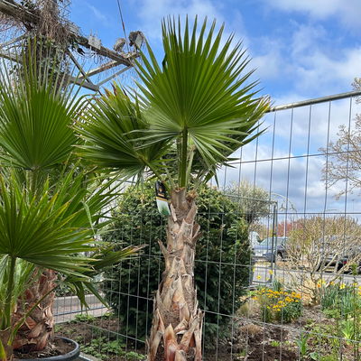 Washingtonia robusta, Stamm, Topf 65 Liter, Höhe ca. 180-200 cm