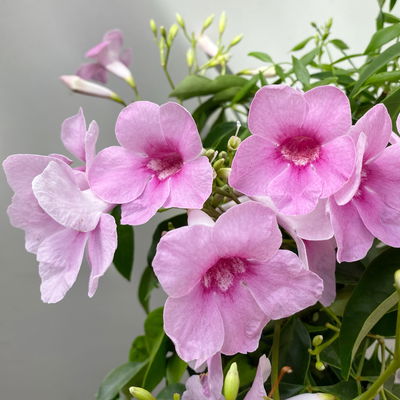 Pandorea, rosa, Pyramide, Topf-Ø 17 cm, Höhe ca. 70 cm Pandorea, rosa, Pyramide, Topf-Ø 17 cm, Höhe ca. 70 cm