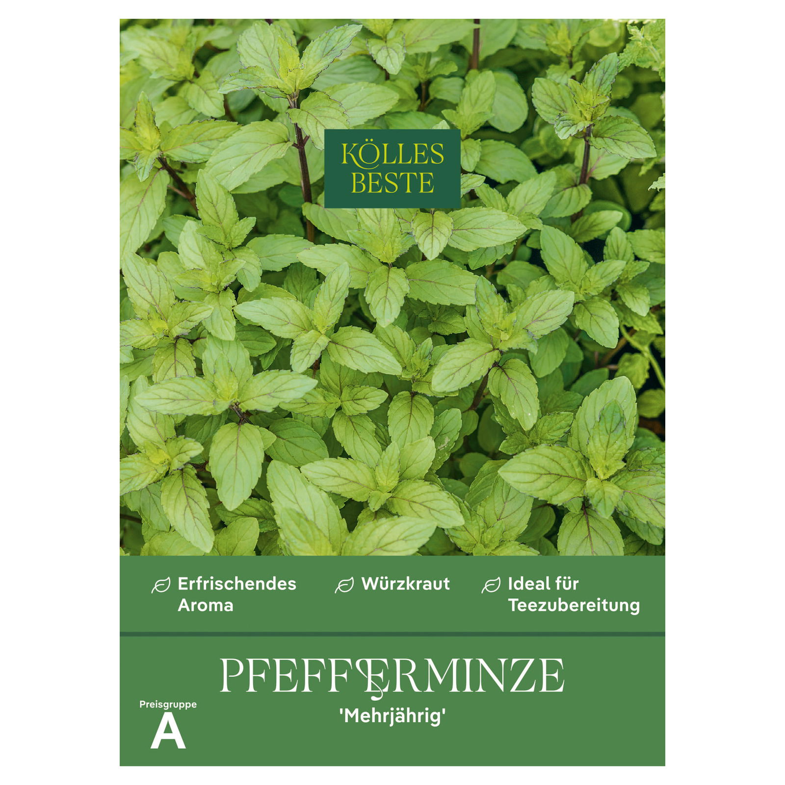 Kölles Beste Kräutersamen, Pfefferminze 'Mehrjährig'