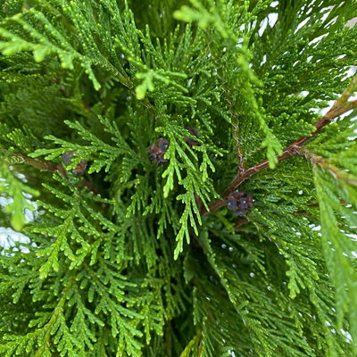 Bio Scheinzypresse im Handbund, ca. 50 cm lang, 5 Bund