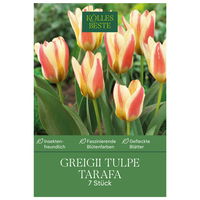 Greigii-Tulpe 'Tarafa®', zweifarbig, 7 Blumenzwiebeln