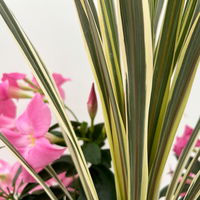 Mixtopf Dipladenia mit Keulenlilie, Farbe zufällig, Topf-Ø 26 cm