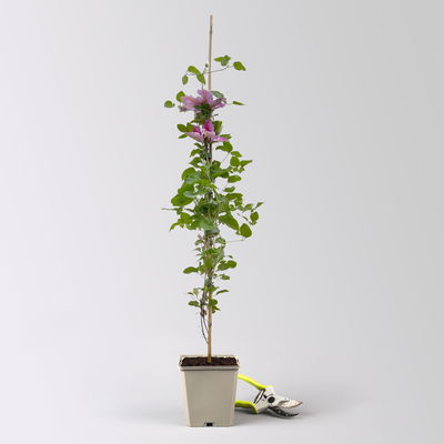 Kölle Clematis 'Piilu', 2 l Topf, 60-80 cm Kölle Clematis 'Piilu', 2 l Topf, 60-80 cm