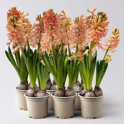 Hyazinthe orange, vorgetrieben, Topf-Ø 12 cm, 6 Pflanzen