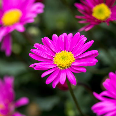 Blaues Gänseblümchen 'Fresco™ Candy', 6er-Set, pink, Topf 12 cm Ø