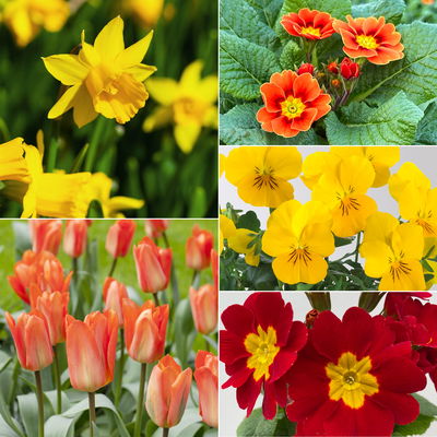 Pflanzenkreation Frühlingskick, 7 Pflanzen inkl. Erde