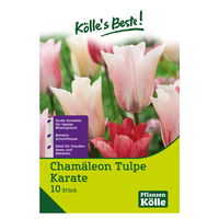 Chamäleon Tulpe 'Karate', weiß-rot, 10 Blumenzwiebeln