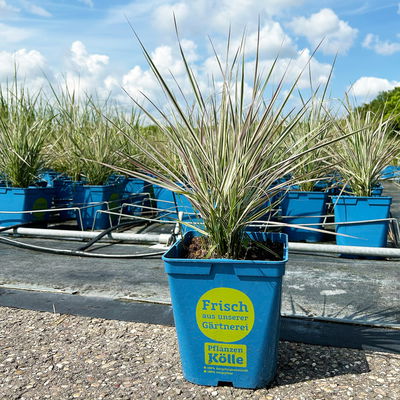 Bio Reitgras 'Overdam', weiß-grün gestreift, Topf 5 Liter Bio Reitgras 'Overdam', weiß-grün gestreift, Topf 5 Liter