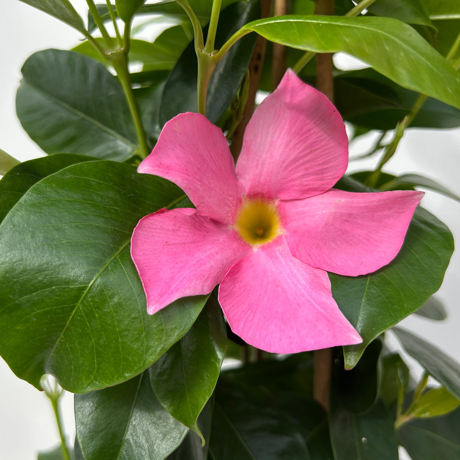 Dipladenie, rosa, Pyramide, Topf-Ø 17 cm, Höhe ca. 70 cm