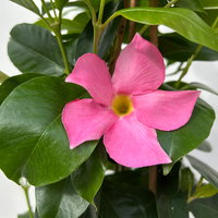 Dipladenie, rosa, Pyramide, Topf-Ø 17 cm, Höhe ca. 70 cm