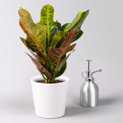 Kroton 'Excellent' inkl. Keramiktopf Dallas weiß, Topf-Ø 12 cm, 3 Stück Kroton 'Excellent' inkl. Keramiktopf Dallas weiß, Topf-Ø 12 cm, 3 Stück