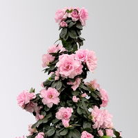 Azalee, rosa, Topf-Ø 17cm, Pyramide, in Keramiktopf Dallas weiß Azalee, rosa, Topf-Ø 17cm, Pyramide, in Keramiktopf Dallas weiß