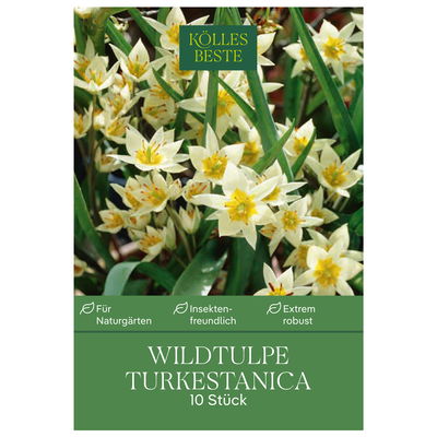 Wildtulpen Turkestanica weiß, 10 Blumenzwiebeln Wildtulpen Turkestanica weiß, 10 Blumenzwiebeln