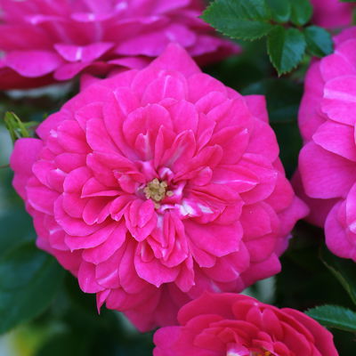 Zwergrose 'Knirps'®, kräftig rosa, Topf 3 Liter, 4 Pflanzen Zwergrose 'Knirps'®, kräftig rosa, Topf 3 Liter, 4 Pflanzen