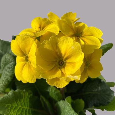 Hohe Schlüsselblume 'Inara® Gold', hellgelb, Topf-Ø 13 cm, 6 Pflanzen Hohe Schlüsselblume 'Inara® Gold', hellgelb, Topf-Ø 13 cm, 6 Pflanzen