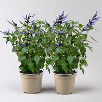 Ziersalbei 'Lake Blueberry', blau, Topf-Ø 19 cm, 2 Pflanzen Ziersalbei 'Lake Blueberry', blau, Topf-Ø 19 cm, 2 Pflanzen